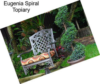 Eugenia Spiral Topiary