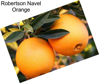 Robertson Navel Orange