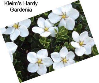 Kleim\'s Hardy Gardenia