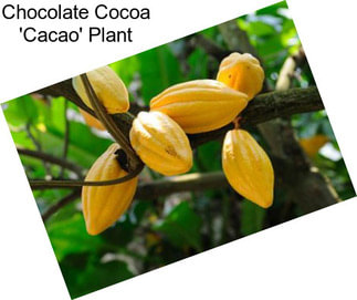 Chocolate Cocoa \'Cacao\' Plant