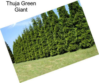 Thuja Green Giant