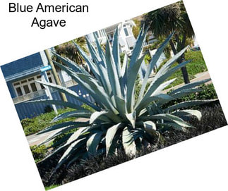 Blue American Agave