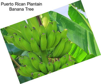 Puerto Rican Plantain Banana Tree