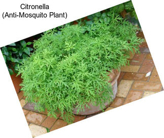 Citronella (Anti-Mosquito Plant)