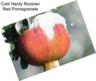 Cold Hardy Russian Red Pomegranate