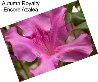 Autumn Royalty Encore Azalea