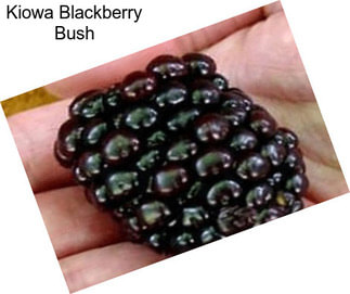 Kiowa Blackberry Bush