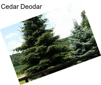 Cedar Deodar