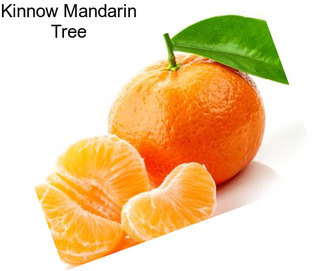 Kinnow Mandarin Tree