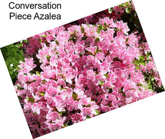 Conversation Piece Azalea