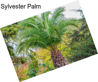 Sylvester Palm