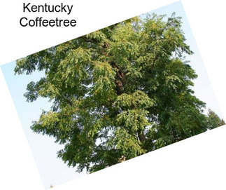 Kentucky Coffeetree