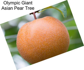 Olympic Giant Asian Pear Tree
