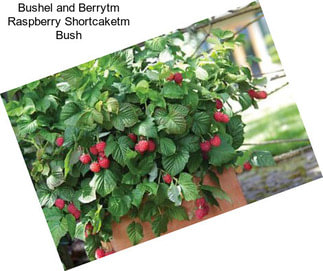 Bushel and Berrytm Raspberry Shortcaketm Bush