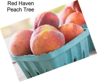 Red Haven Peach Tree