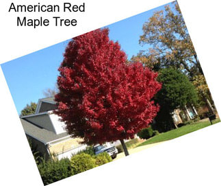 American Red Maple Tree