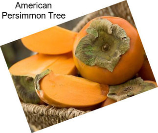 American Persimmon Tree