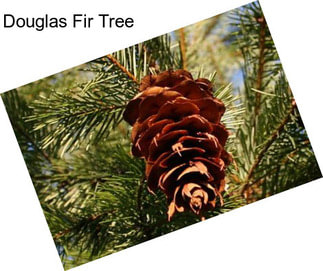 Douglas Fir Tree