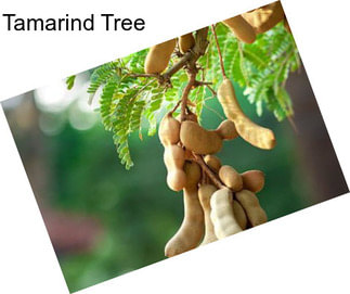 Tamarind Tree