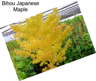 Bihou Japanese Maple