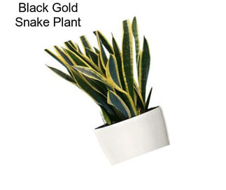 Black Gold Snake Plant