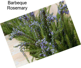 Barbeque Rosemary