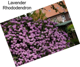 Lavender Rhododendron