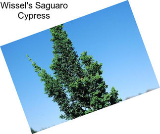 Wissel\'s Saguaro Cypress