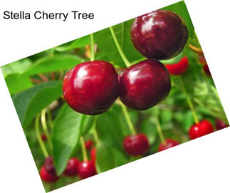 Stella Cherry Tree