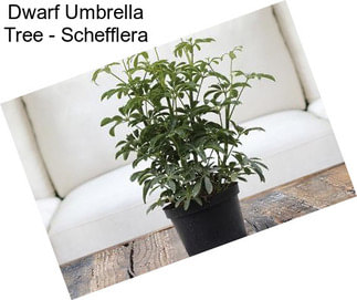 Dwarf Umbrella Tree - Schefflera