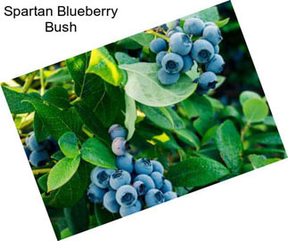 Spartan Blueberry Bush