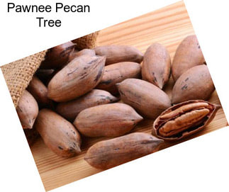 Pawnee Pecan Tree