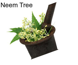 Neem Tree