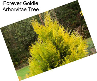 Forever Goldie Arborvitae Tree