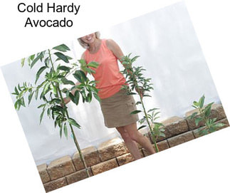 Cold Hardy Avocado