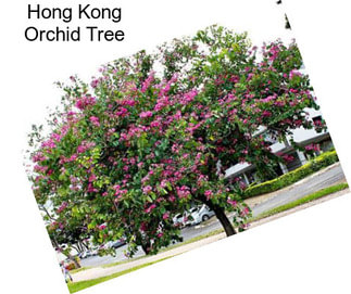 Hong Kong Orchid Tree