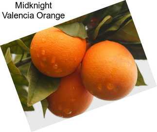 Midknight Valencia Orange