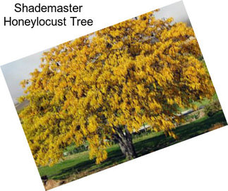 Shademaster Honeylocust Tree