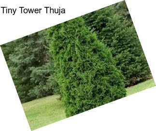 Tiny Tower Thuja