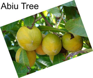 Abiu Tree