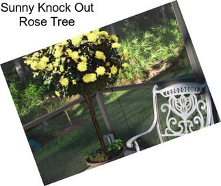 Sunny Knock Out Rose Tree