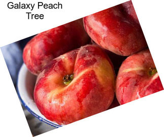 Galaxy Peach Tree