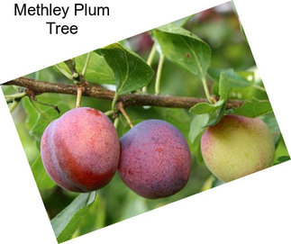 Methley Plum Tree