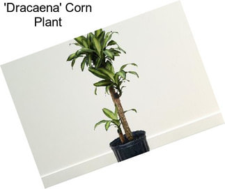 \'Dracaena\' Corn Plant