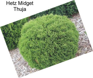 Hetz Midget Thuja