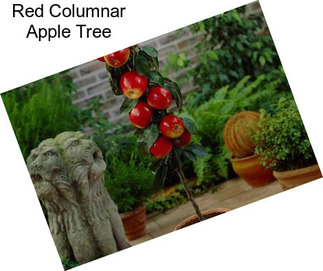 Red Columnar Apple Tree