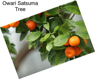 Owari Satsuma Tree