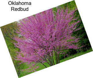 Oklahoma Redbud