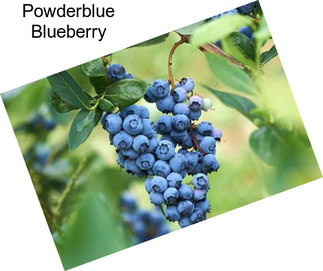 Powderblue Blueberry