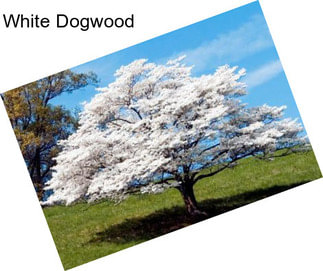 White Dogwood